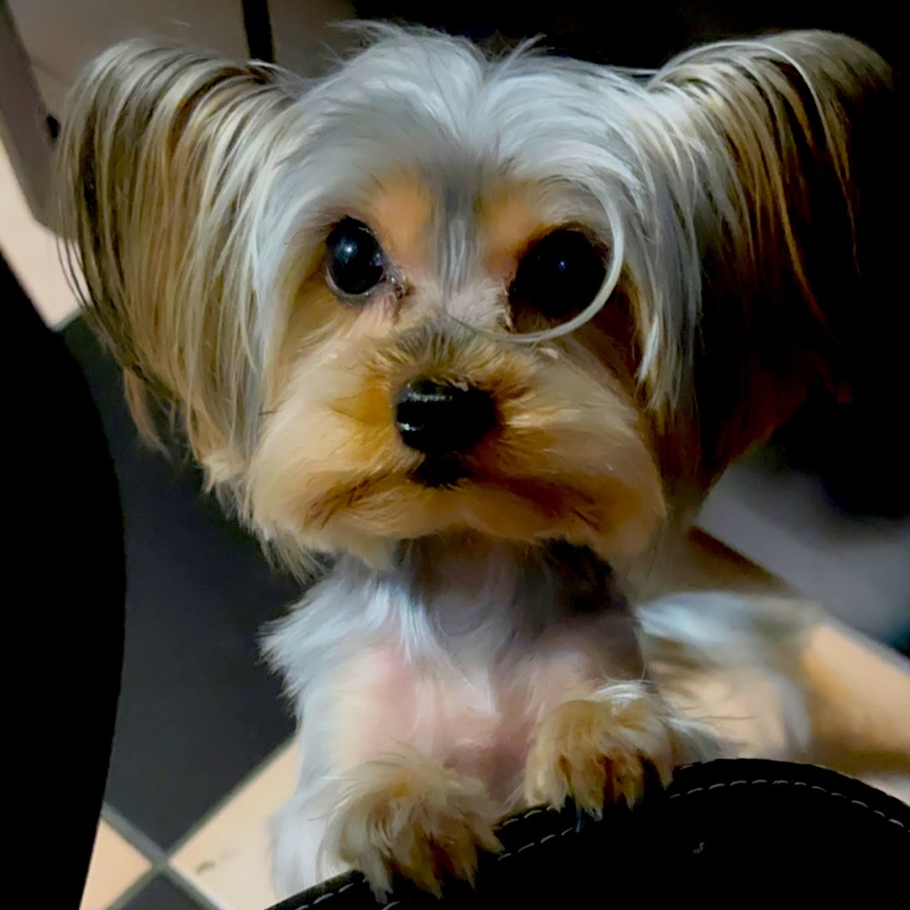 Meet your Posher, Raven